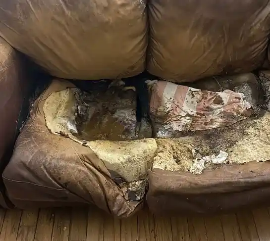 lacey fletcher couch